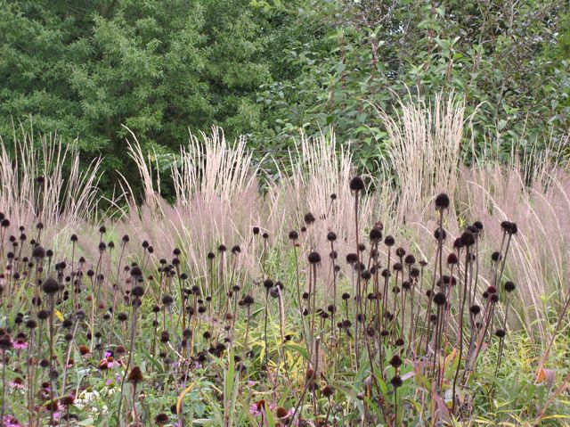 grasses and seed heads