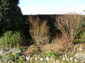 hedge