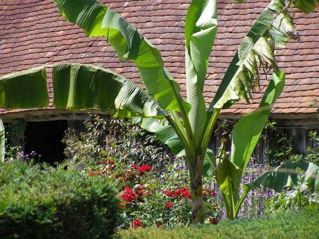 banana