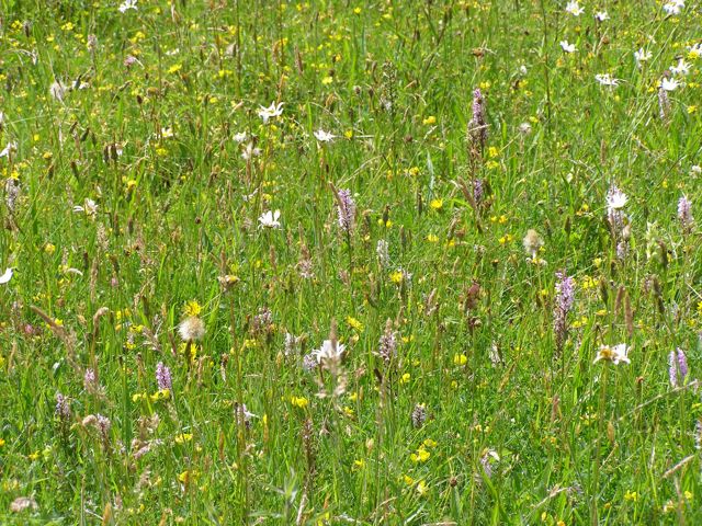 meadow