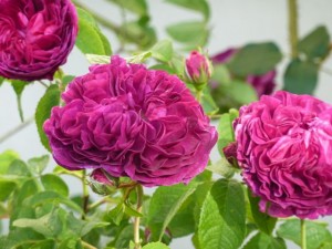 Rosa Belle de Crecy