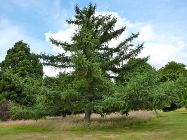a larix