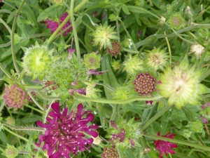 knautia