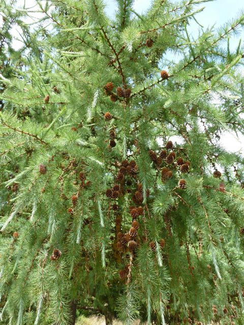 larix c up