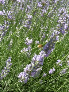 lavender