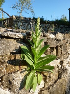plant on wall
