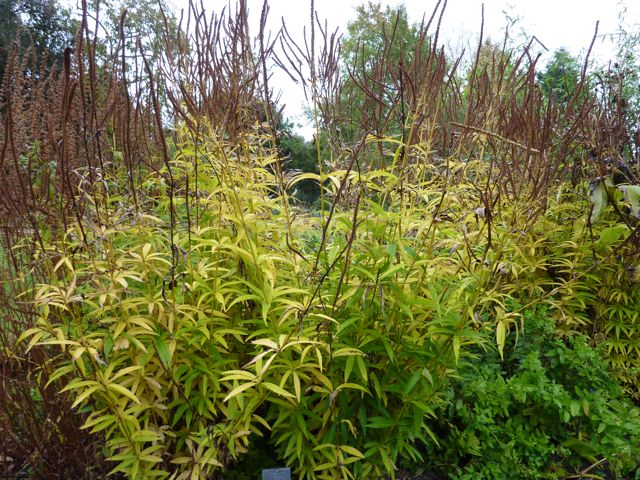 Veronicastrum virginicim