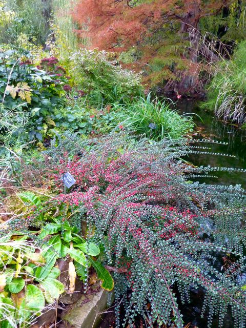 fall planting cotoneaster