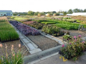nursery