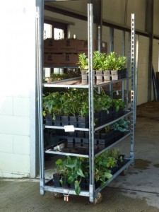 planting day no 2