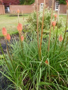 red hot poker