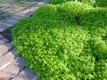 unidentified thyme