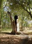 dead tree