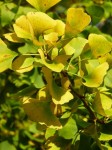 ginkgo detail