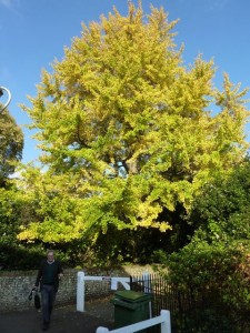 ginkgo biloba