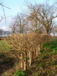 lollipop hedges