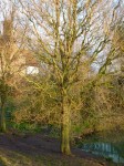 salix erythroflexuosa