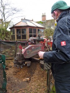 stumpbusters eating the root out