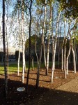 trees at tate modern