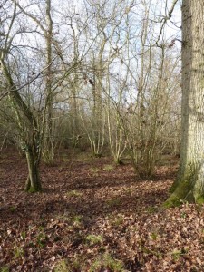 young hazel coppice regrowth