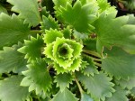Saxifraga dentata