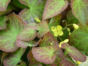 acid - epimedium