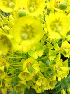 acid - euphorbia
