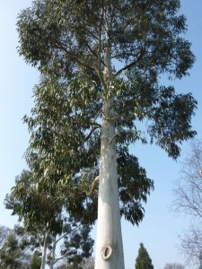 tree