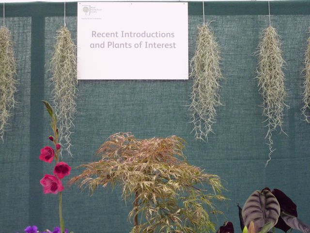 HC 2 plants of inte