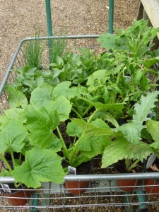 allotment2