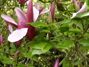 Magnolia liliflora