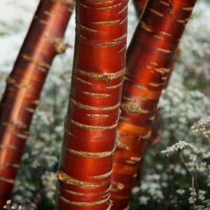 Prunus serrulata 879