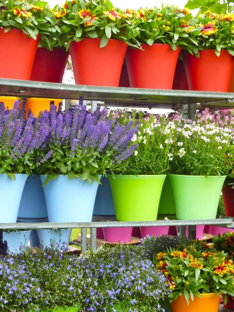 colour
