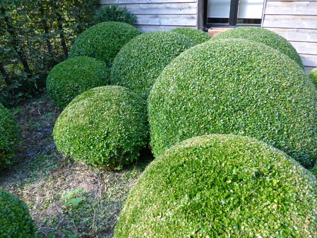hedge