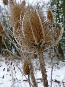 teasel