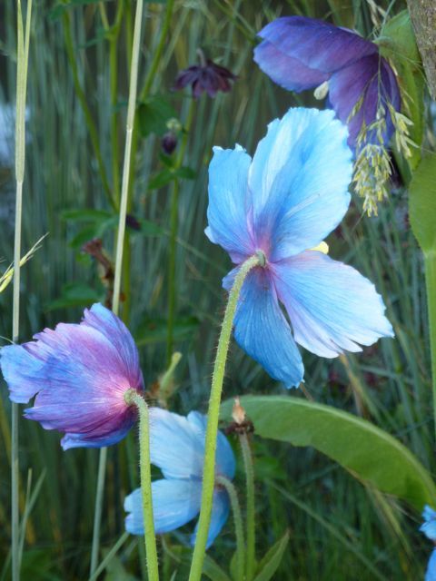 blue poppy