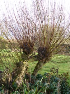 salix