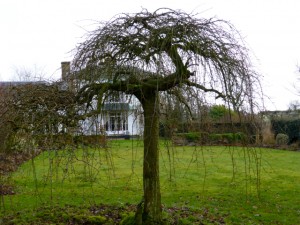 weeping cherry