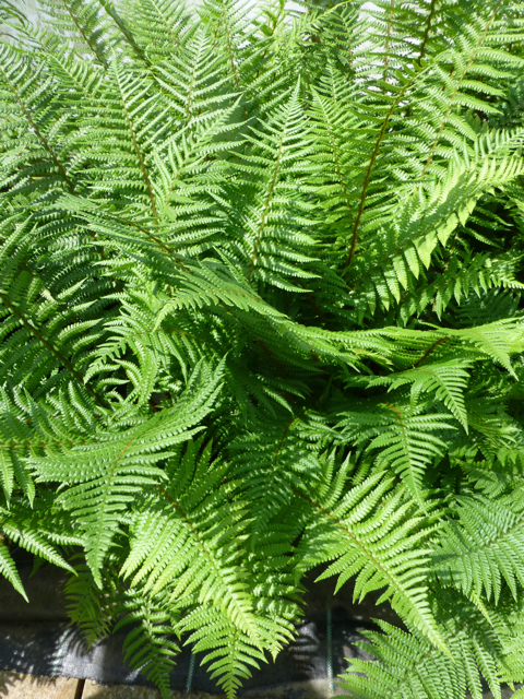 fibrex fern