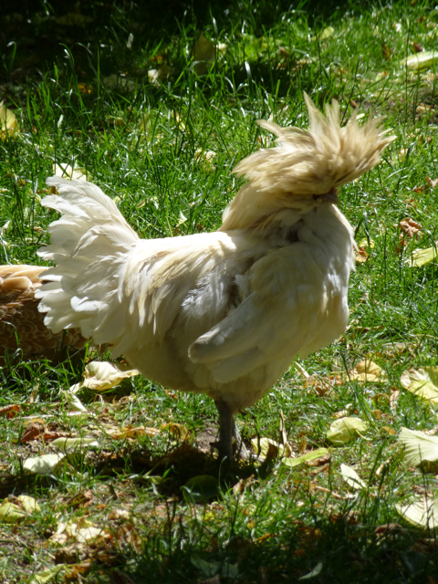monet's chicken