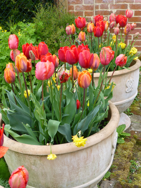 pots
