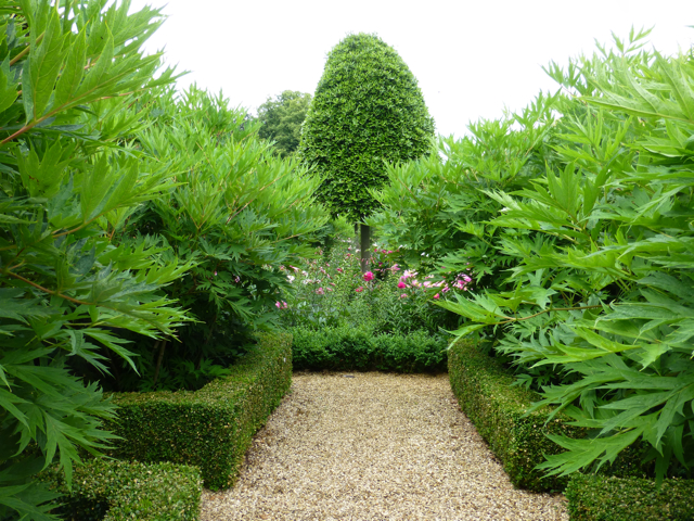h7 peony trees