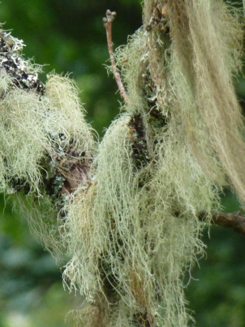 lichen