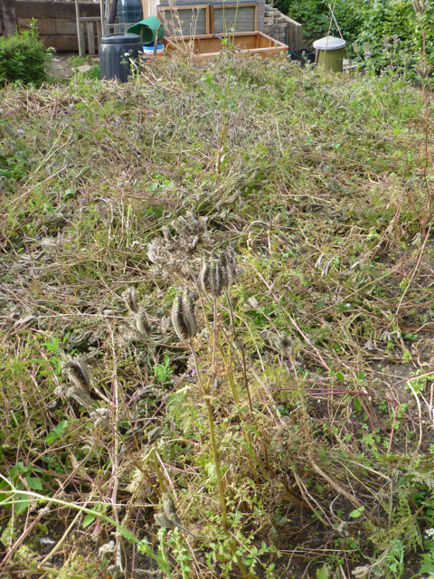 phacelia