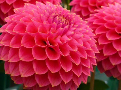 Dahlia amazia:  why and how to grow dahlias