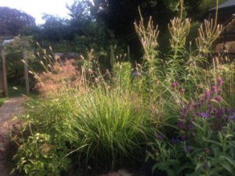 Planting combination for August:  Tall, gauzy and with presence