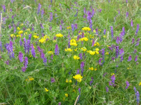 Meadow Sweet: how nature heals itself