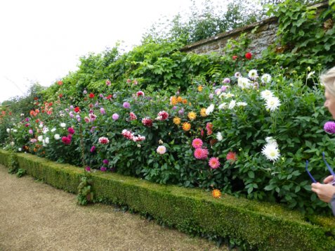 Dahlia Amazia at Rousham