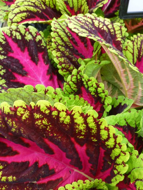 C is for coleus