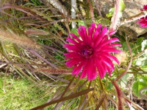 Looking down on this dahlia?